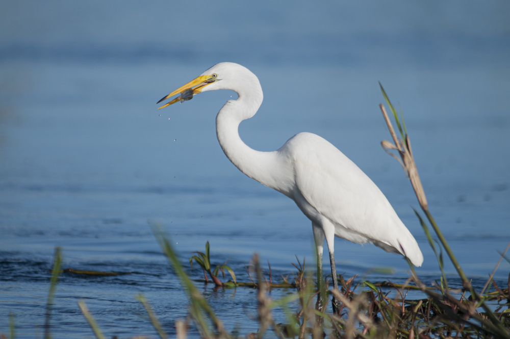 Join us at the Airport Natural Area for an enriching Wetlands are Wonderful event.